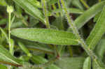 Missouri orange coneflower